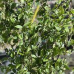 Hrab obyčajný (Carpinus betulus) - výška 130-150 cm, kont. C10L - VIACKMENNÝ